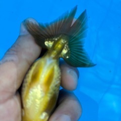 金魚 ★らんちゅう 当歳★ ☆11.5cm☆ 500円の画像
