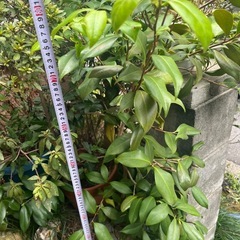 つつじ　かな？　植物　植木鉢色々　の画像