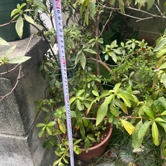 つつじ　かな？　植物　植木鉢色々　の画像