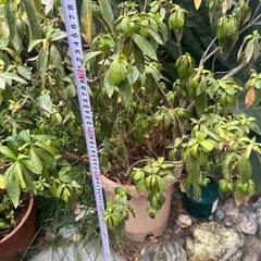 つつじ　かな？　植物　植木鉢色々　の画像