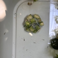 MIXめだか 稚魚ランダム8匹 メダカ ビオトープにの画像