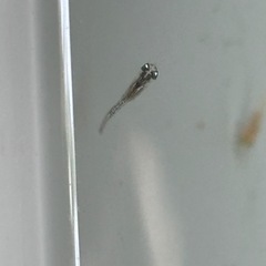 MIXめだか 稚魚ランダム8匹 メダカ ビオトープにの画像