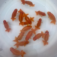 金魚　らんちゅう　当歳　20匹　無料にての画像