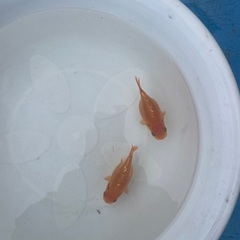 金魚　らんちゅう　当歳　20匹　無料にての画像
