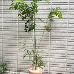 観葉植物　シマトネリコ　シンボルツリー　庭木の画像