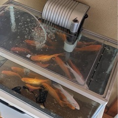 全て差し上げます。の画像