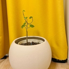観葉植物、土、鉢のセットの画像