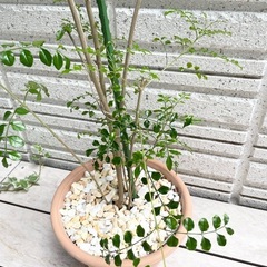 観葉植物　シマトネリコ　シンボルツリー　庭木の画像