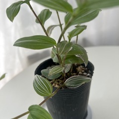 観葉植物　トラディスカンティア   ラベンダーの画像
