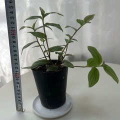 観葉植物　トラディスカンティア   ラベンダーの画像