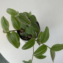 観葉植物　トラディスカンティア   ラベンダーの画像