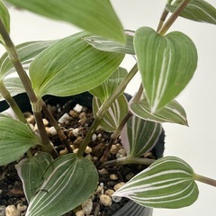 観葉植物　トラディスカンティア   ラベンダーの画像