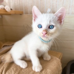 【モフモフ5】どん