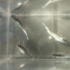めだか(ミッドナイトフリル体外光)2ペアの画像