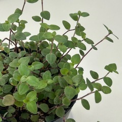 多肉植物 カリシア ビニールポットの画像