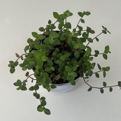 多肉植物 カリシア ビニールポットの画像