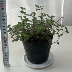 多肉植物 カリシア ビニールポットの画像
