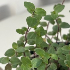 多肉植物 カリシア ビニールポットの画像