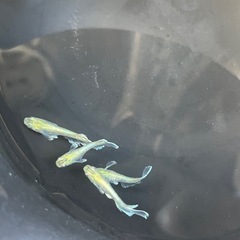 エメキンメダカ　1ペアの画像