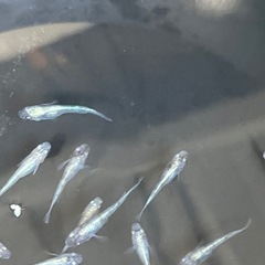 二色メダカ　若魚10匹の画像