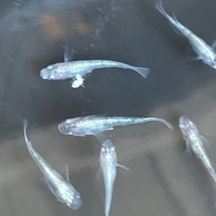 二色メダカ　若魚10匹の画像