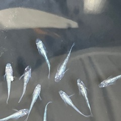 二色メダカ　若魚10匹の画像
