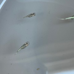 宮桜メダカ稚魚3匹の画像