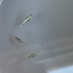 宮桜メダカ稚魚3匹の画像