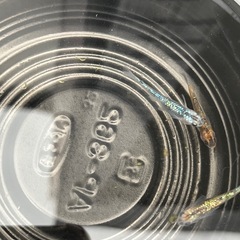 宮桜メダカ稚魚3匹の画像