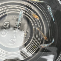 宮桜メダカ稚魚3匹の画像