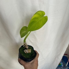 観葉植物　モンステラ小の画像