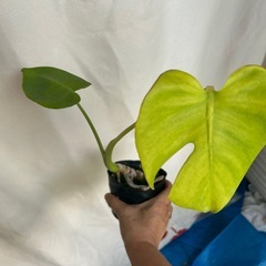 観葉植物　モンステラ小の画像