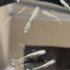 グラディオ メダカ　5匹の画像