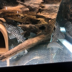 キンペコ3匹（熱帯魚） の画像