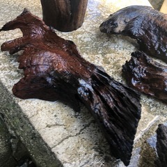流木5本の画像