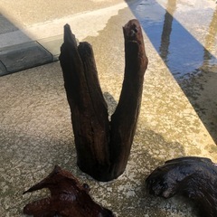 流木5本の画像