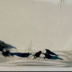 青いシュリンプ　10匹の画像