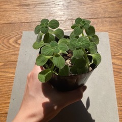 アロマティカス　苗の画像