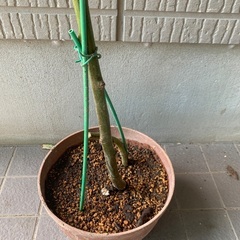 無農薬栽培ブラックベリー　トリプルクラウン特大苗木の画像