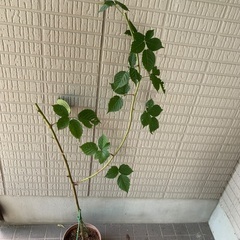 無農薬栽培ブラックベリー　トリプルクラウン特大苗木の画像