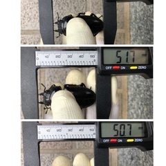 能勢YG血統 国産オオクワガタ 産卵済♀3頭（52.1㎜・51.7㎜・50.7㎜）の画像