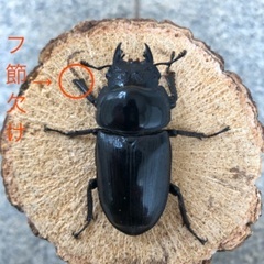 能勢YG血統 国産オオクワガタ 産卵済♀3頭（52.1㎜・51.7㎜・50.7㎜）の画像