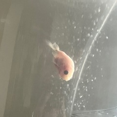白い金魚三匹！熱帯魚　の画像
