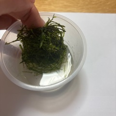 ウィローモスの画像