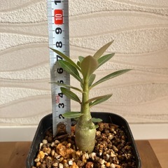 【観葉植物】アデニウム　オベスム②の画像