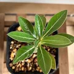 【観葉植物】アデニウム　オベスム②の画像