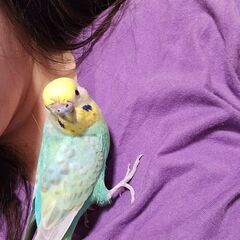 セキセイインコが逃げてしまったので一緒に探して欲しいです