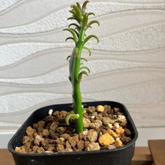 【観葉植物】ウチワサボテンの画像