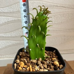 【観葉植物】ウチワサボテンの画像
