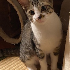 🍀譲渡会🍀すずちゃん♡